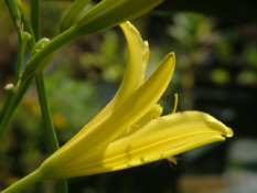 Hemerocallis citrinaDaglelie bestellen